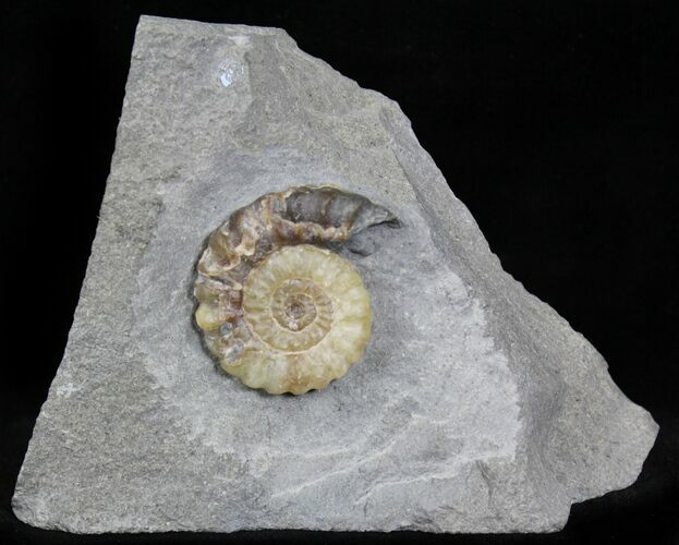 Promicroceras Ammonite - Lyme Regis #22098